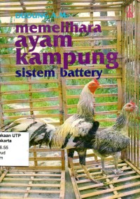 Memelihara ayam kampung sistem battery